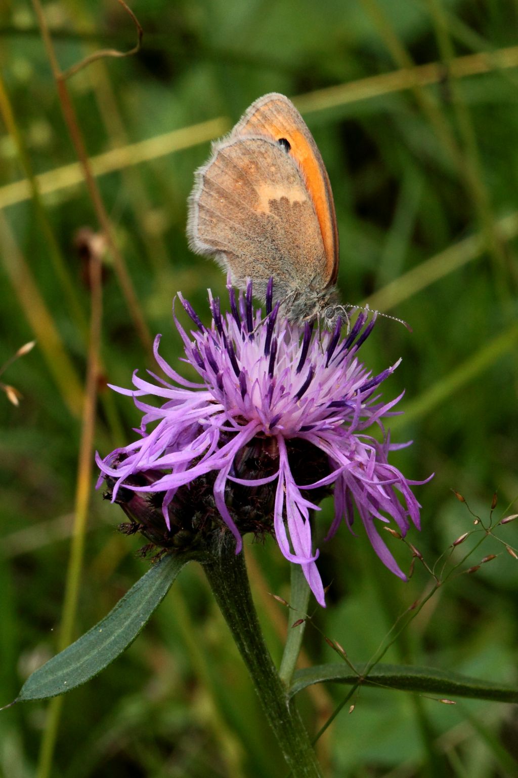 Coenonympha Rhodopensis o Pamphilus? C. pamphilus